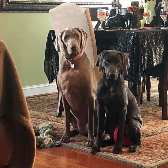 Meet your Posher, Bridget - Picture 4 of 6